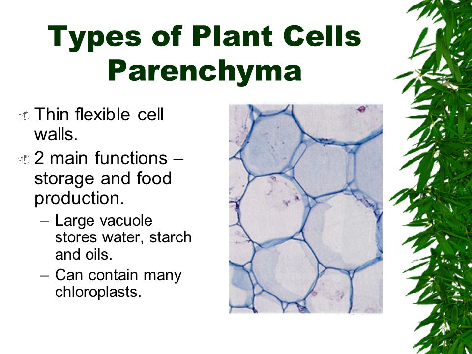 What is parenchyma?